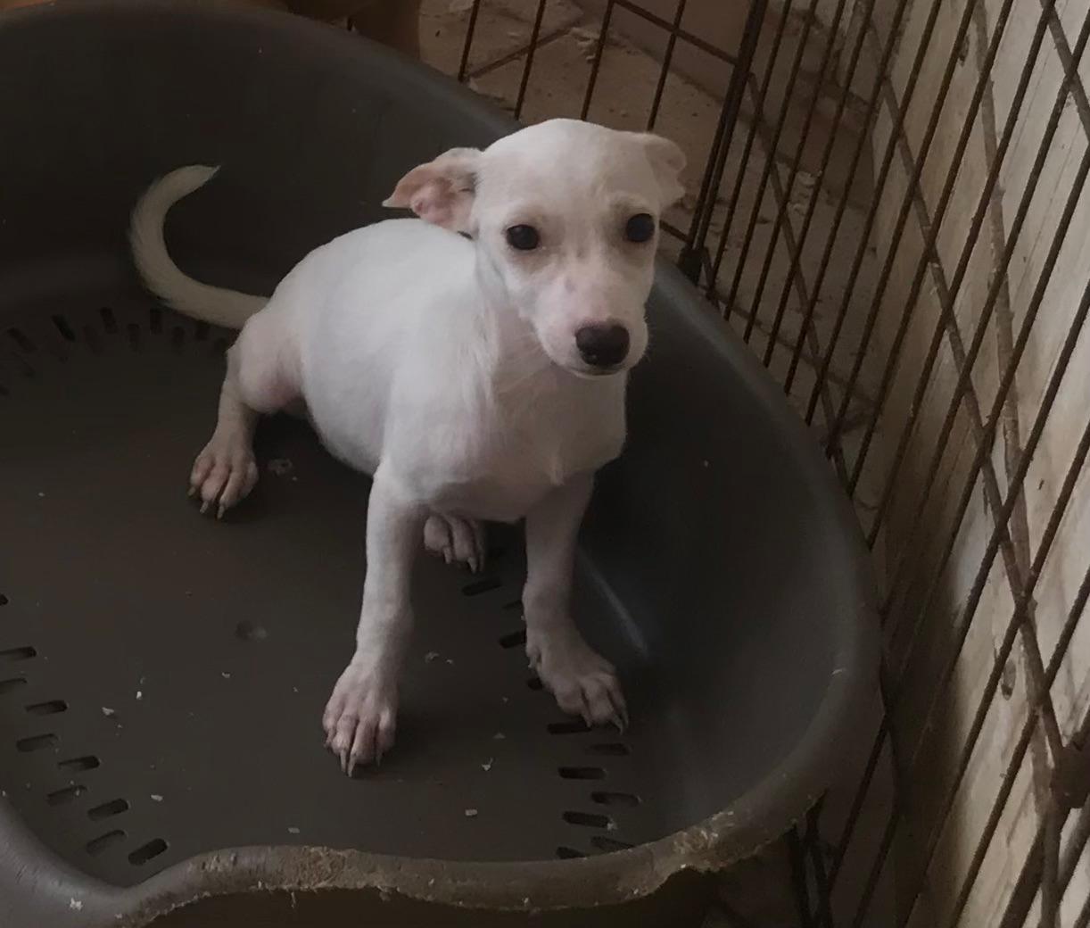 Chiens à adopter